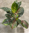 Rubi Aglaonema